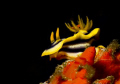 Intensely colorful Kuiter's Choromodoris or Chromodoris Kuiteri. I chose this shot due to the composition and contrast in color. Diving in the Philippines offers many opportunities to capture these amazing creatures.