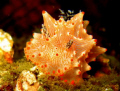 Nudi