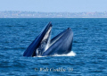 Blue Whale breach feeding off Redondo Beach submarine canyon