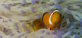 False Anemone Fish.