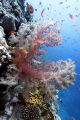 Soft coral