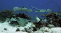 Stingray junction at 'Shotgun', Komodo