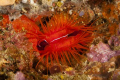 electricasl clamb with flash, at Pink Wall in the bay of Sabang, Mindoro Island. Macro on 60 feet. Takes a while to got it with it flash