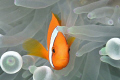 Anemone Fish