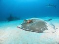 common stingray relaxing in the sand at nassau