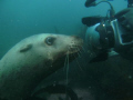 This is one of six Stellar Sea Lions that followed us around and played with us while we were diving at Race Rock off the coast of Vancouver Island, BC Canada