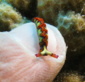 this nudi resting on my indexfinger was taken in nasau bahamas.....