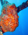 The frogfish always gets a photographers immediate attention