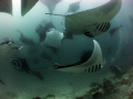 Mantas Mantas!! 100 or so Manta's in a vortex of feeding frenzy. An amazing diving experience. Canon Ixus 85is and Inon Fisheye.