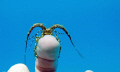 While cleaning up the mooring buoy for a new season I found  some baby lobsters using the rope as a safe haven. This one became my friend.