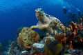 sea turtle & divers
