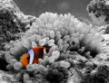 orange clownfish in a b/w world