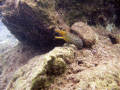 Colourful Moray, Marmaris Bay, Turkey