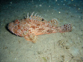 Great rockfish taken in Fuerteventura Canary Island