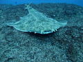 Angelshark