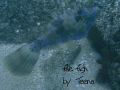 File fish seen feeding on rocks off of Boynton Beach, Fl. Photographed snorkeling in about 6 feet of water with Olympus 8000. He was pretty docile and let me approach pretty closely.