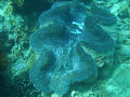 Giant clam