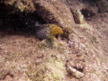 Colourful, and toothy, eel, MArmaris BAy, Oct 2010