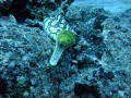 Tiger eel