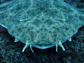 Angelshark