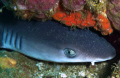 3 ft reef shark in cave, off the Island of Komodo, Indonesia.