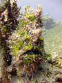 Green Frog Fish, point and shoot Fuji, natural light