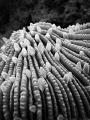 Fuji point and shoot, hard coral and polyps