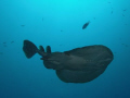 While diving at 20meters, I caught movement in the top corner of my vision. It was an young Electric ray that swam overhead giving a semi silhouette to the photo, used camara flash on soft to catch some details