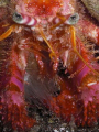 Hermit crab, taken on a night dive with only internal flash in Puerto del Carmen, Lanzarote