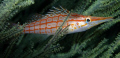 Long-nose Hawkfish taken a Sodwana