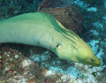 swimming with a Moray