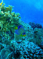 Royal angelfish-