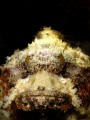 Scorpian Fish, point and shoot Fuji