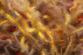 Red gorgonian on a brittlestar reef.  This is a companion to an earlier shot and tells the story of an entire wall.  Shot taken at Coral Reef on Anacapa Island in Southern California.