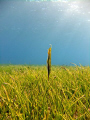 Lonesome Shrimp Fish, Fuji point and shoot, Taba Heights