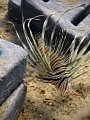 Baby lion fish, Fuji point and shoot