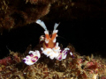 Harlequin Shrimp.
Shot taken in about 20 feet of water, using Canon G9 in Ikelite housing with DS51 Strobe.
