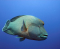 Napoleon wrasse