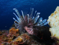 Lionfish