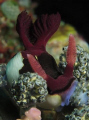 Nudibranch feeding.