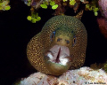 Goldentail Moray - deep throat