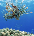 lionfish