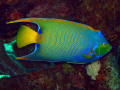 Queen Angelfish