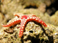 Red Sea Starfish