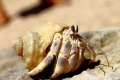 hermit crab