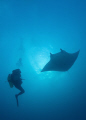 Diver meets manta