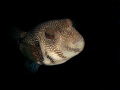 A very curious pufferfish!! 
22.11.2009 / Naama Bay Beach 
Sharm El Sheikh