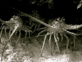 Road to Atlantis was the name of this dive site... and these guys were all hiding under the rocks and coral... they knew spearfishing season was beginning.