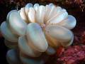 Bubble coral with shrimp