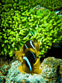 Anemonefish